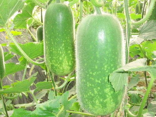 吃瓜网每日大赛 网红大瓜搜索,吃瓜网每日大赛热门搜索揭秘