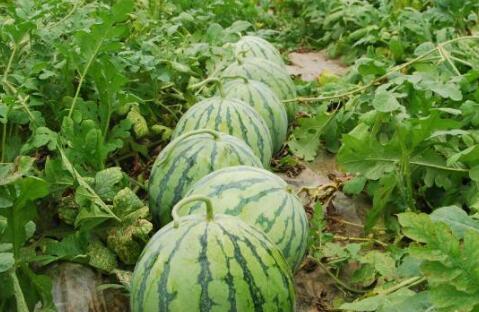 吃瓜网每日大赛 网红大瓜搜索,吃瓜网每日大赛热门搜索揭秘