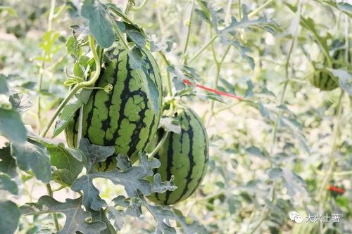 吃瓜网 寿光网红大瓜,背后的故事与真相