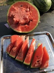 吃瓜网 寿光网红大瓜,背后的故事与真相