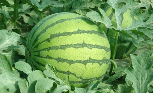 吃瓜网51官网版 临朐网红大玲子事件,揭秘网络红人的争议漩涡